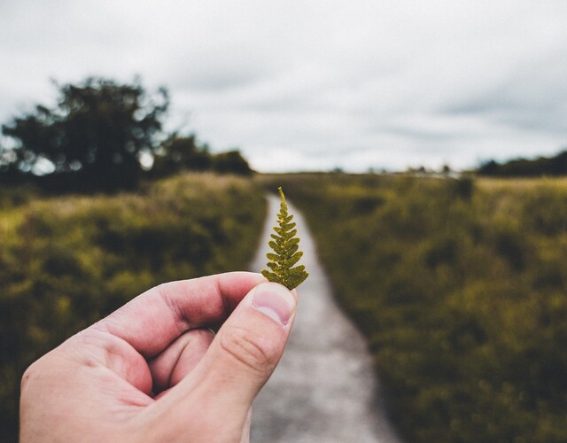 Distribution de plants d'arbres